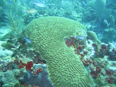 Brain Coral Jardines